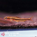 Rosy Zwergschmerle, Yunnanilus sp. Rosy